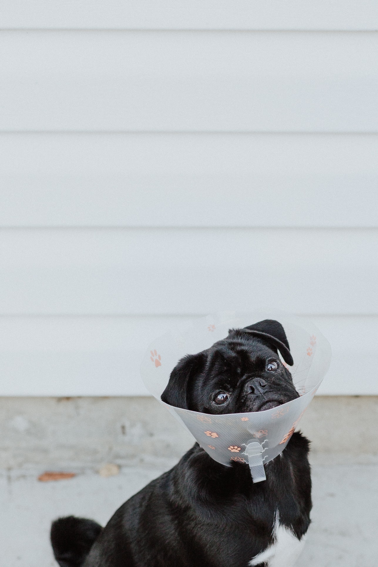 black pug